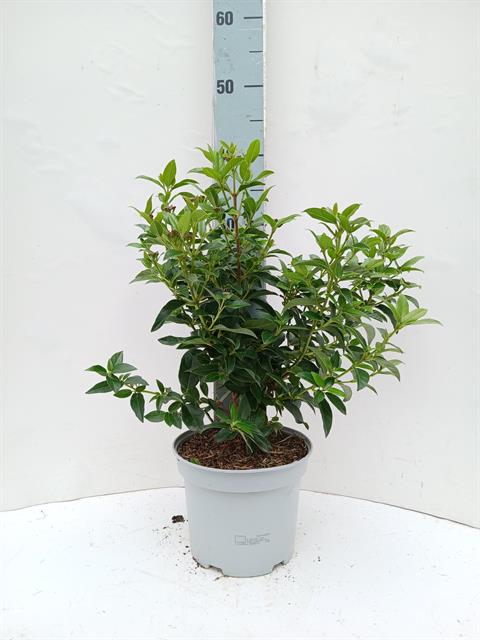 viburnum