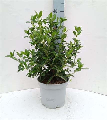 viburnum