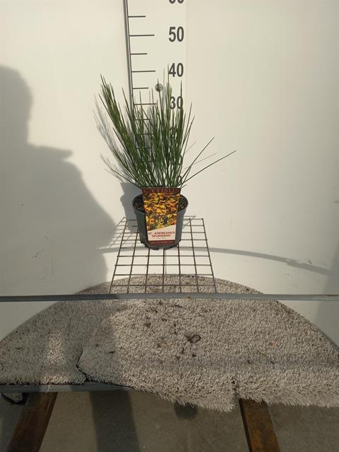 Cytisus-genet exterieur