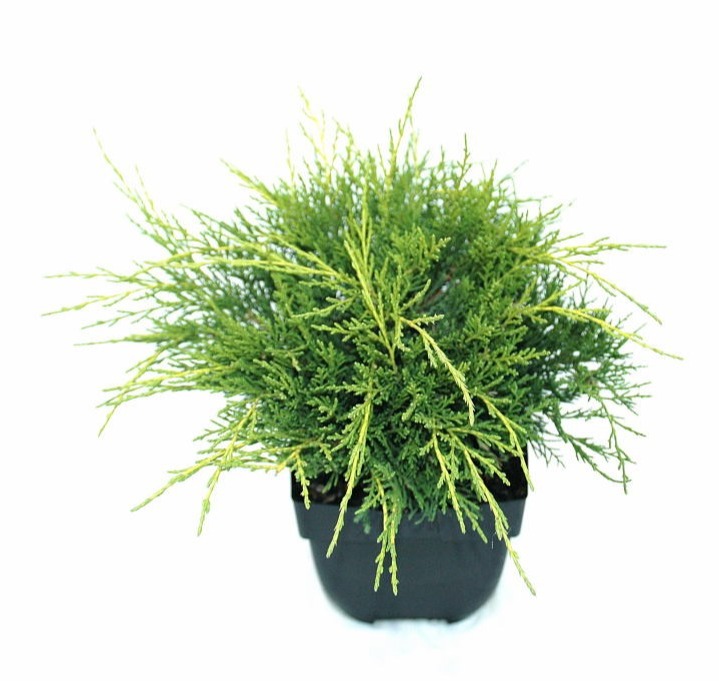 Juniperus