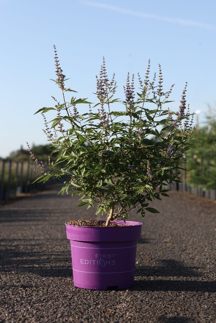 Vitex