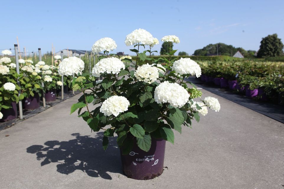 Hydrangea