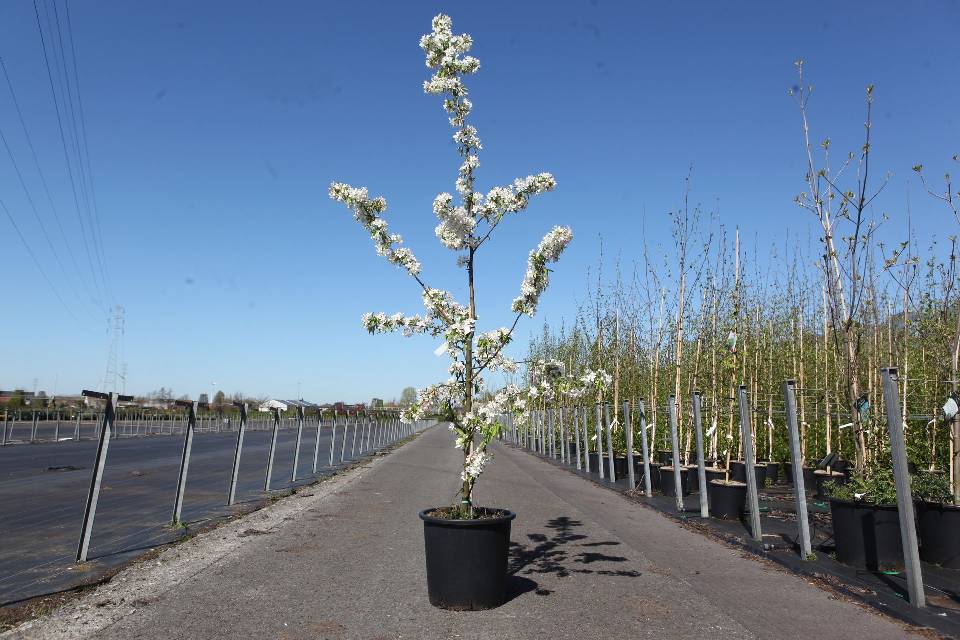 malus