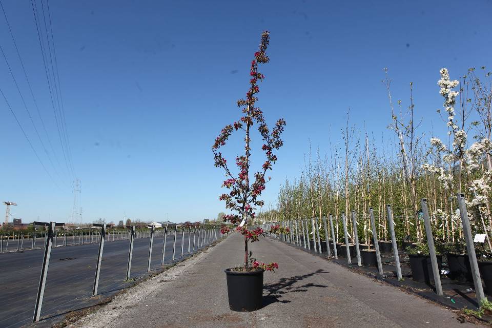 malus