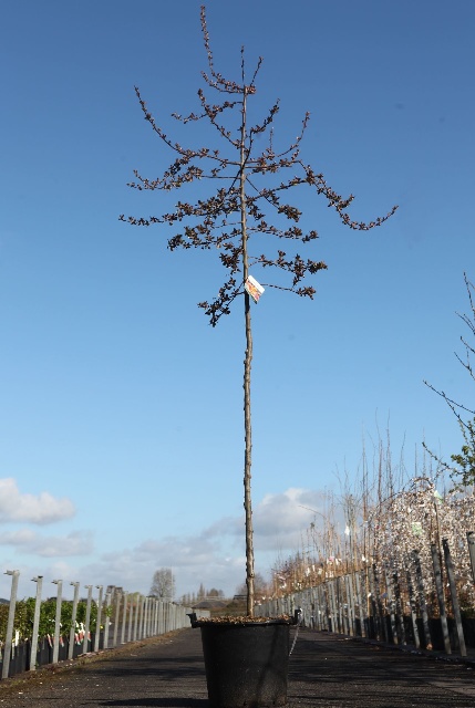 malus