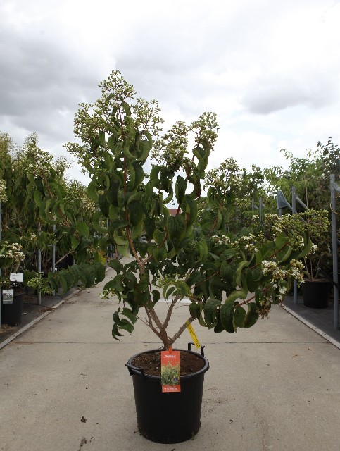 Heptacodium