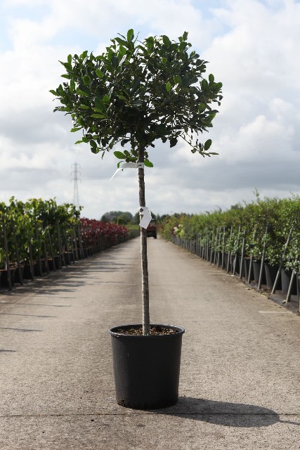 Ilex