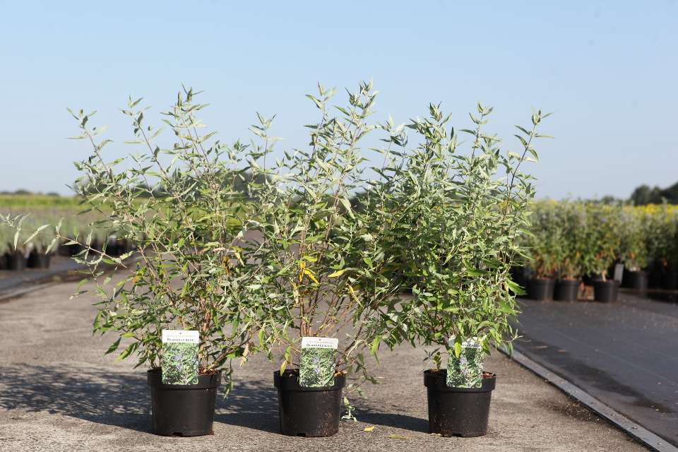 Caryopteris