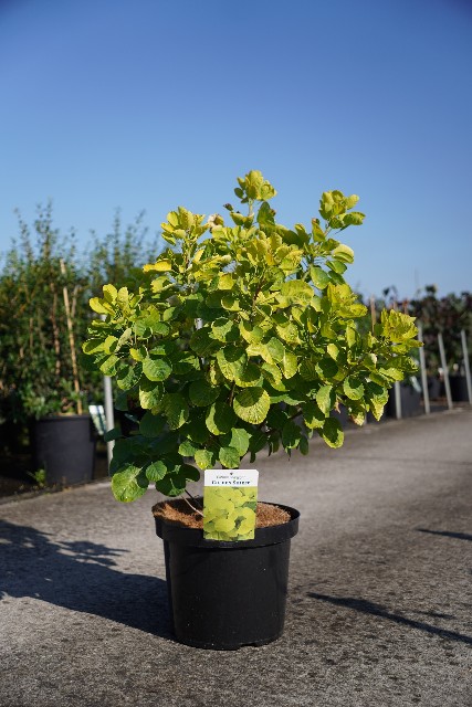 Cotinus