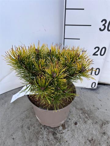 Pinus