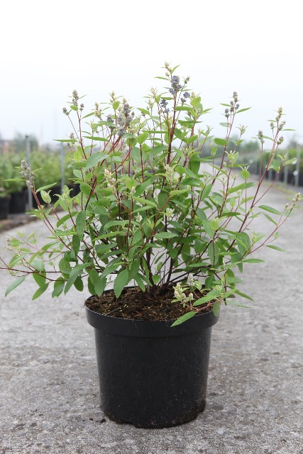 Ceanothus