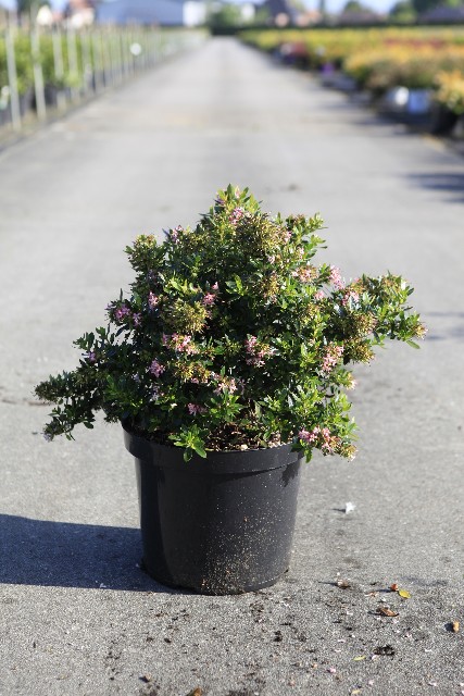 Escallonia