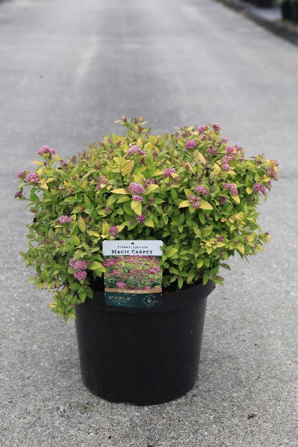 Spiraea