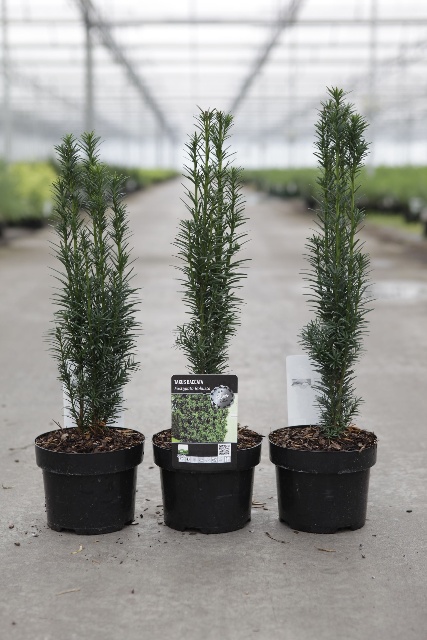 Taxus