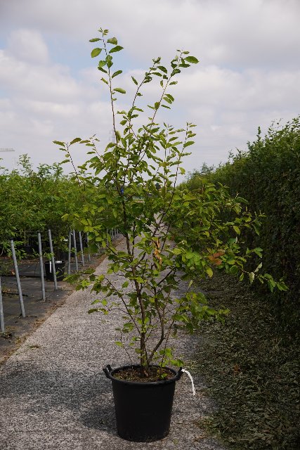 Amelanchier