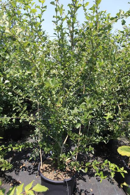 Crataegus
