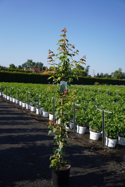 Acer