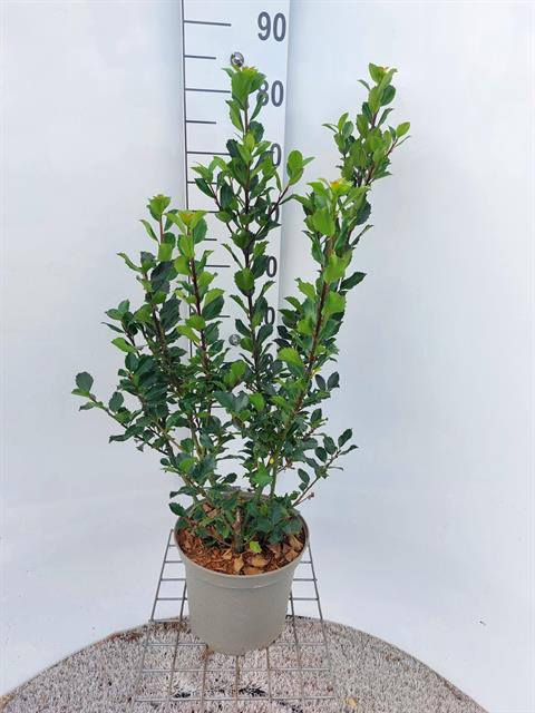 Ilex