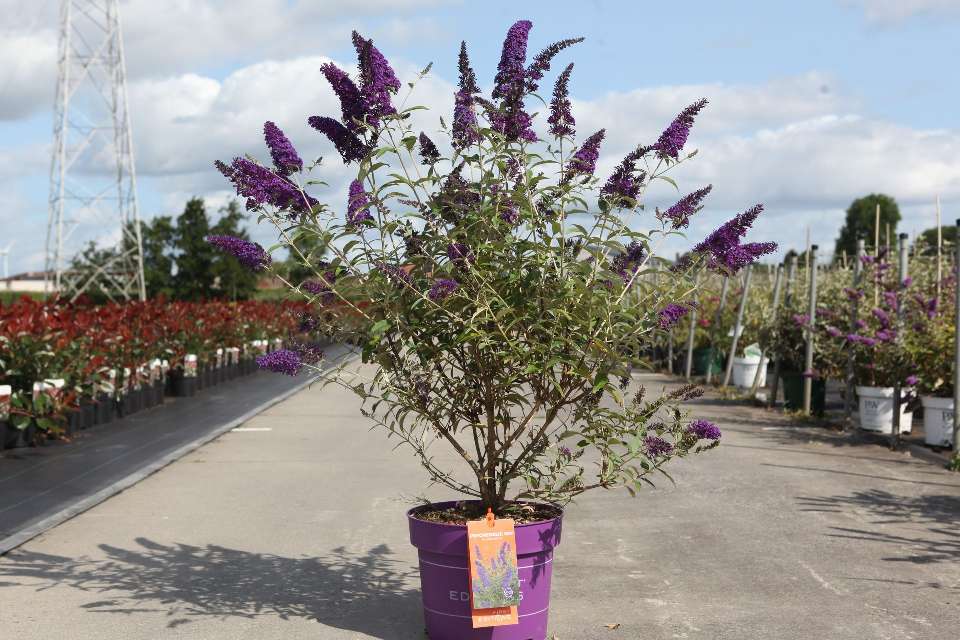 Buddleja