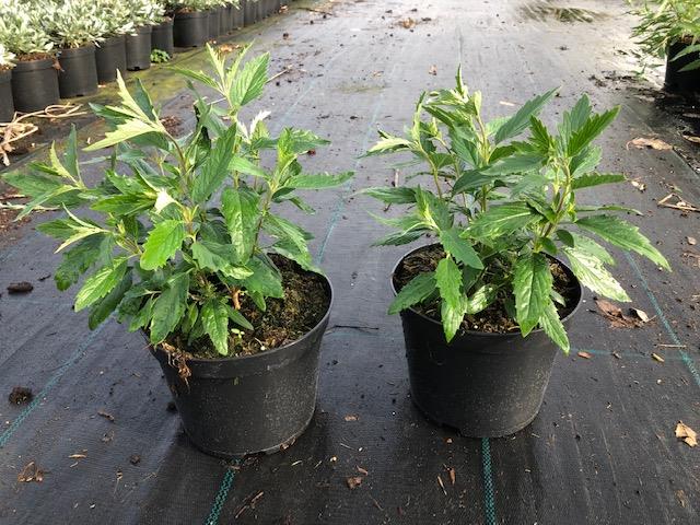 Caryopteris