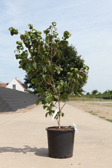 Cornus