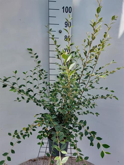 Cotoneaster