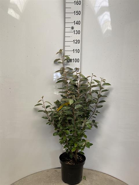 Elaeagnus