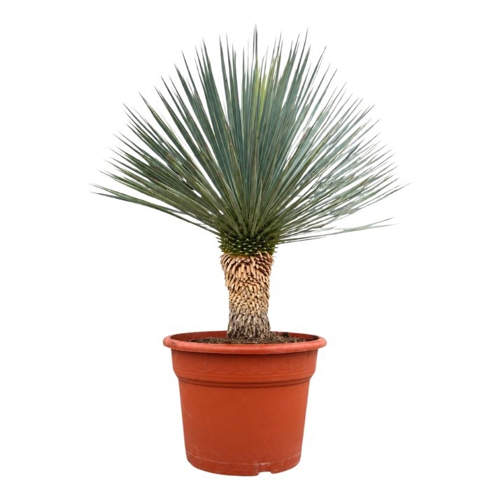 yucca