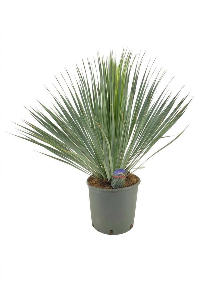 yucca