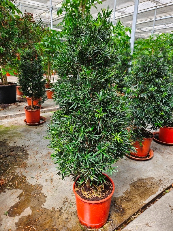 Podocarpus