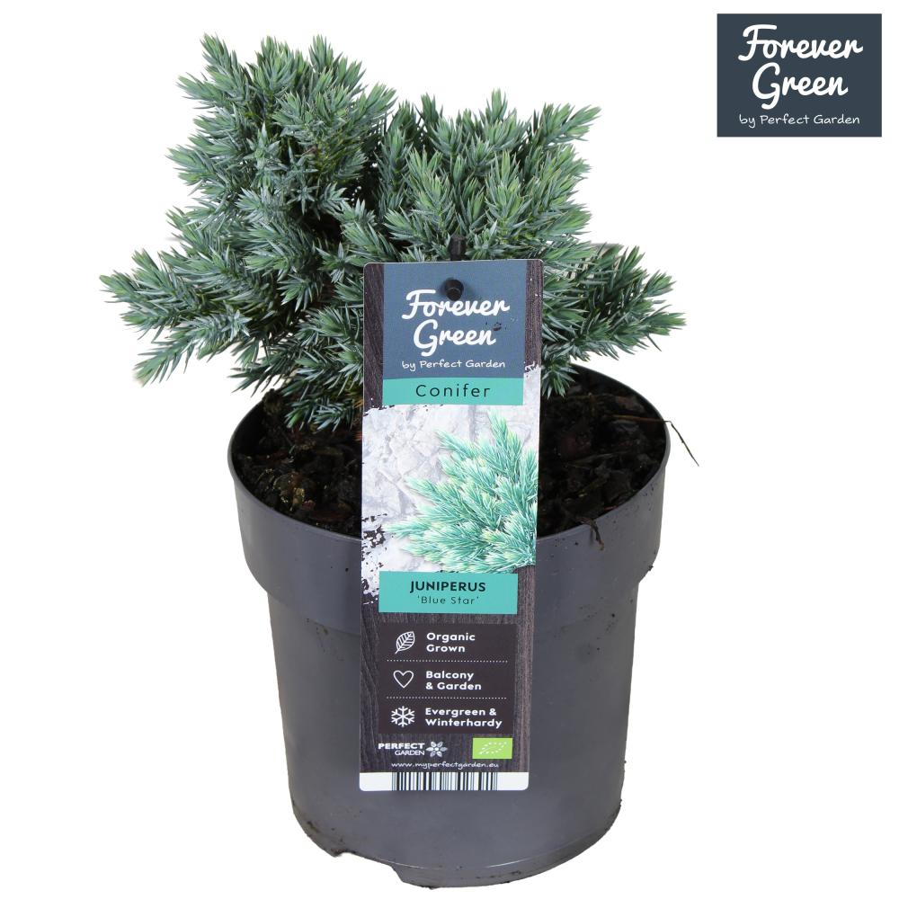 juniperus