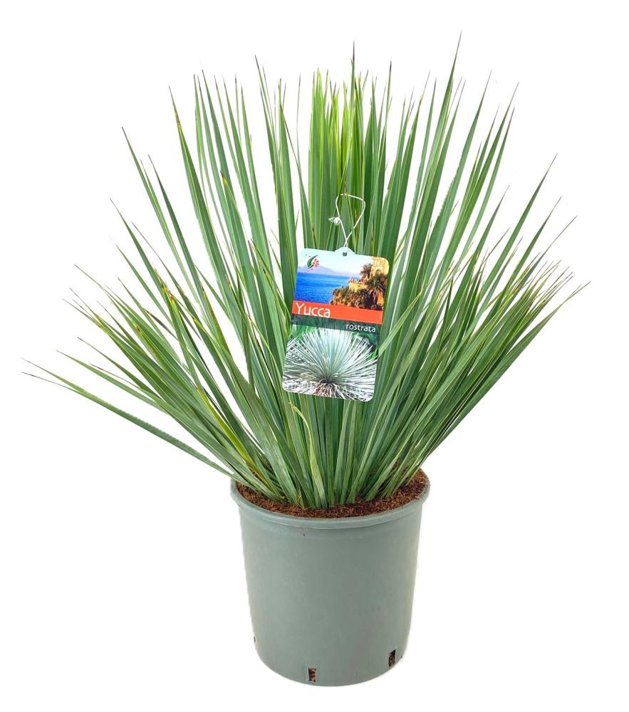yucca