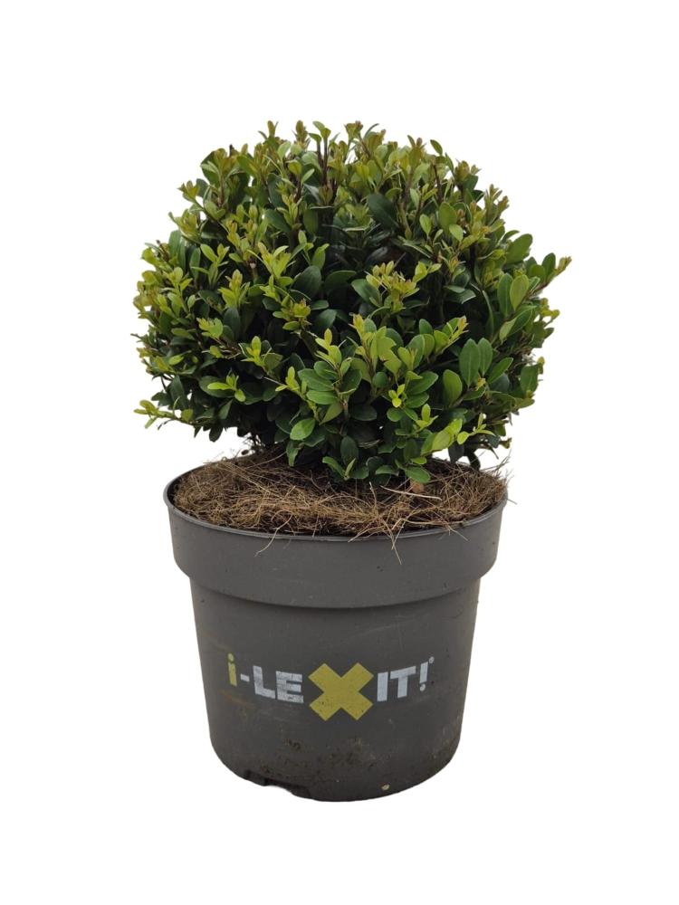ilex