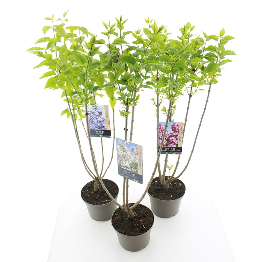 syringa