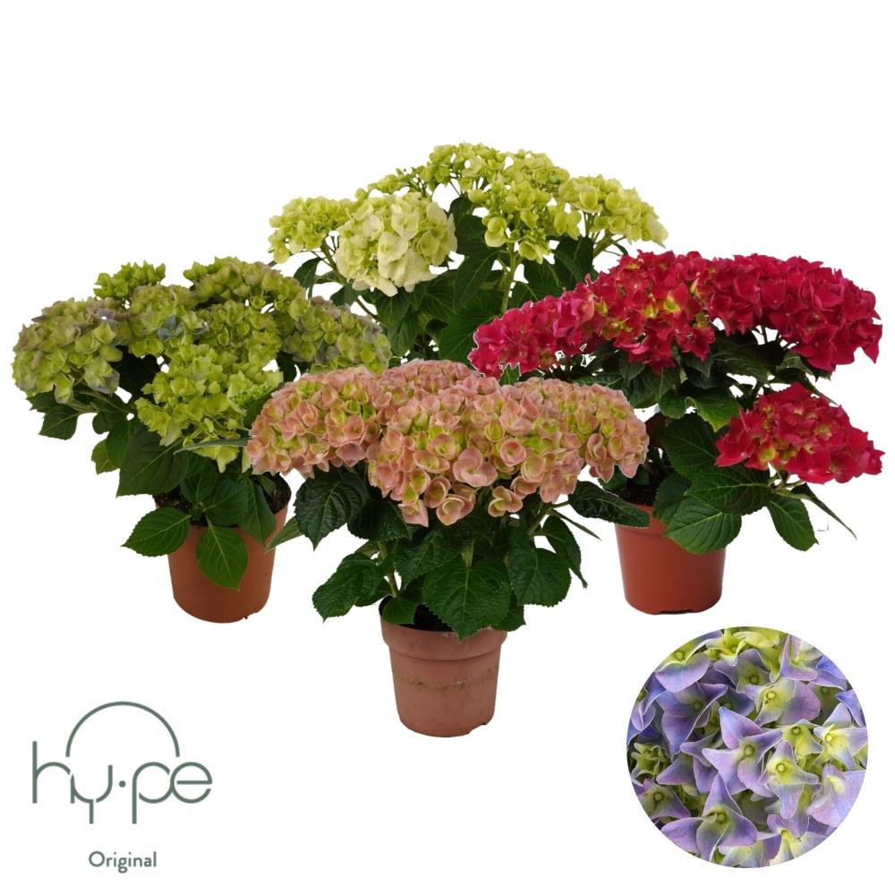 hydrangea