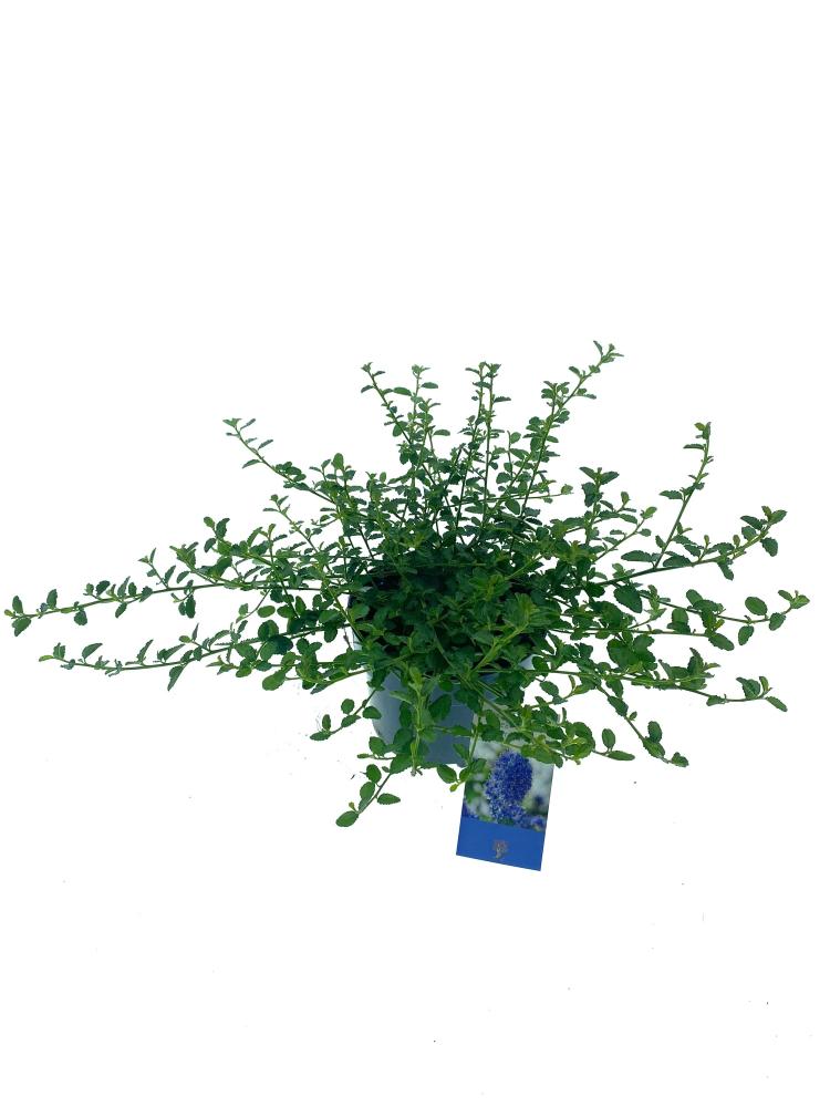 Ceanothus