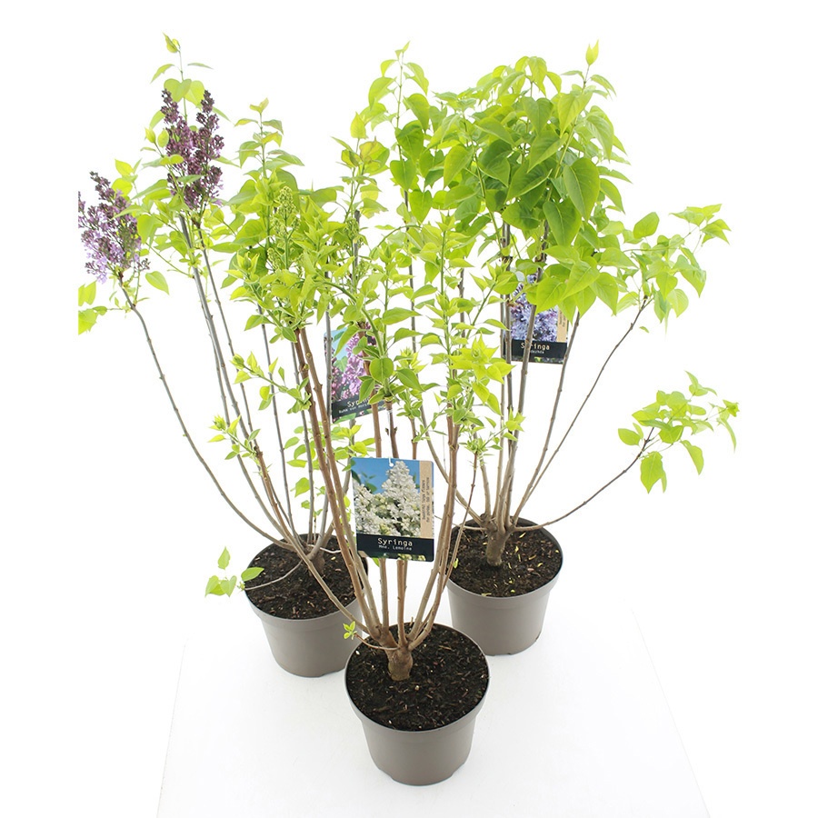 Syringa