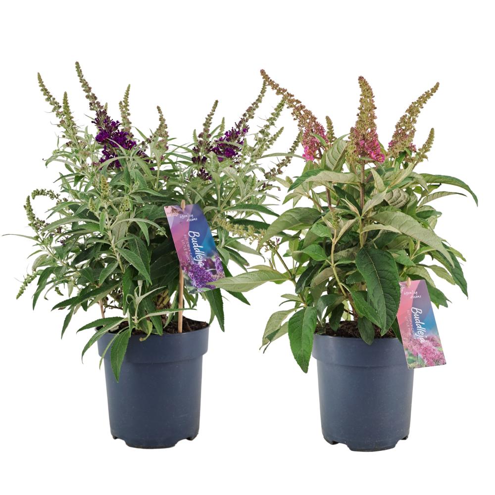Buddleja