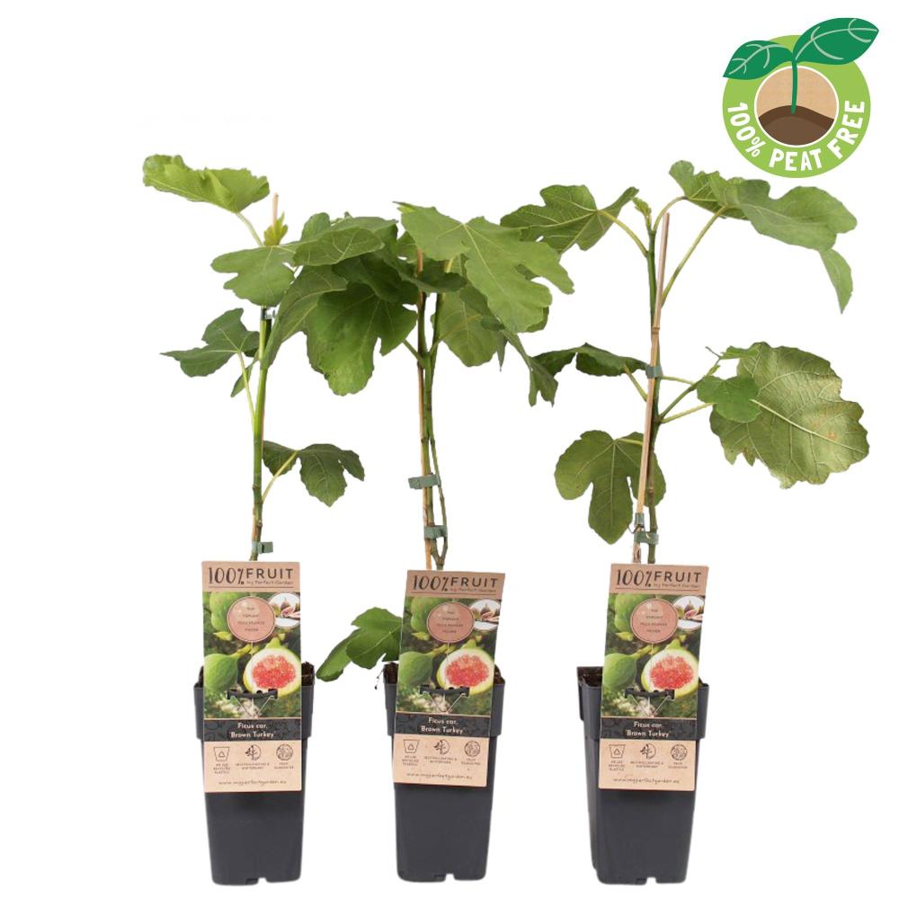 Ficus carica