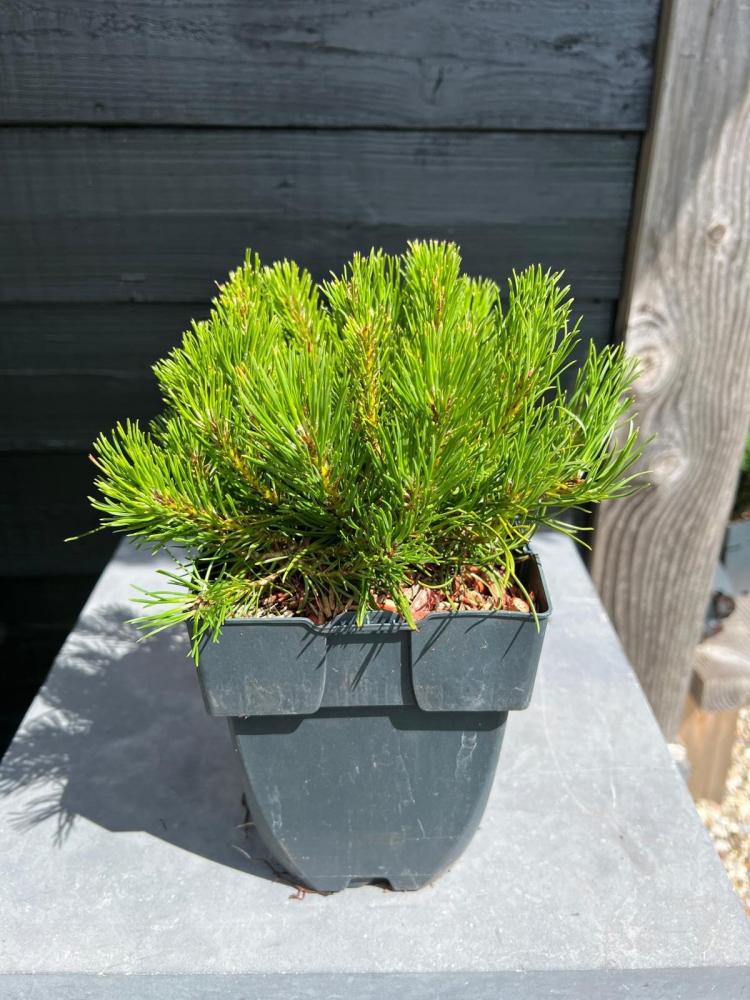 Pinus
