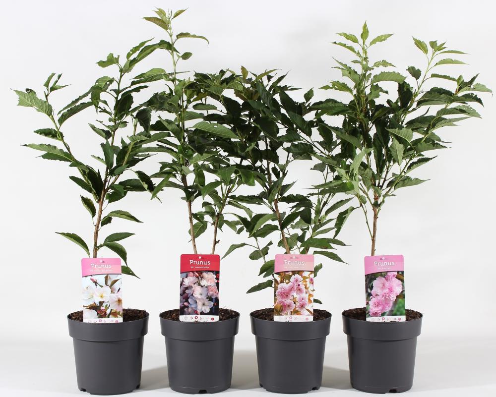 Prunus