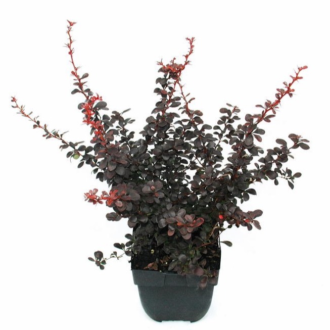 Berberis