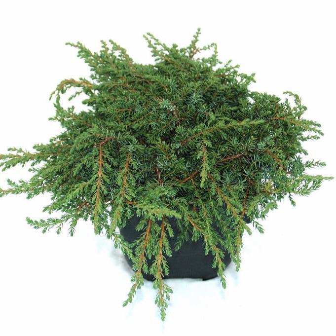 Juniperus