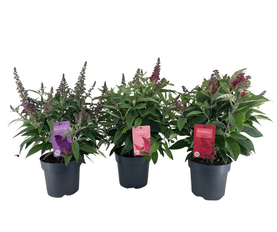 buddleja