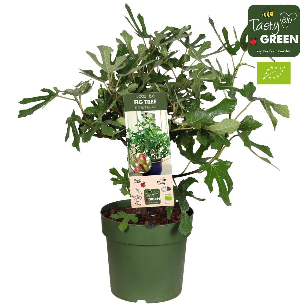 Ficus carica