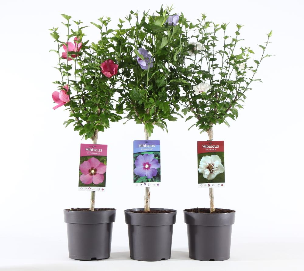Hibiscus syriacus
