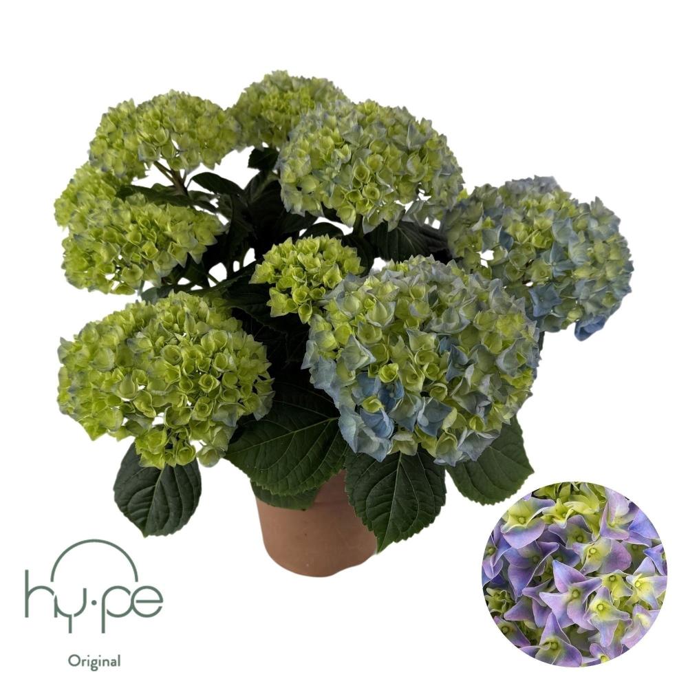 hydrangea