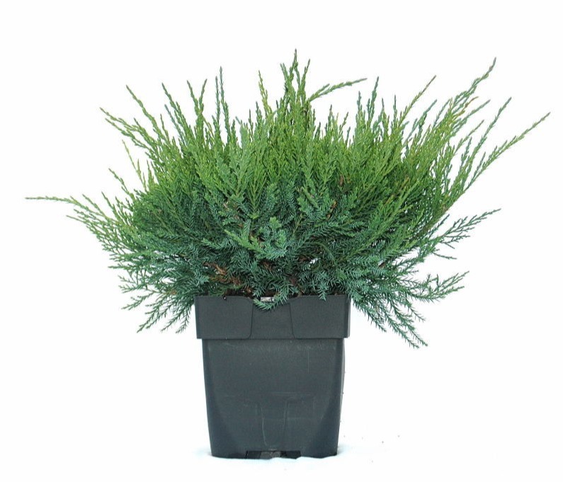 Juniperus