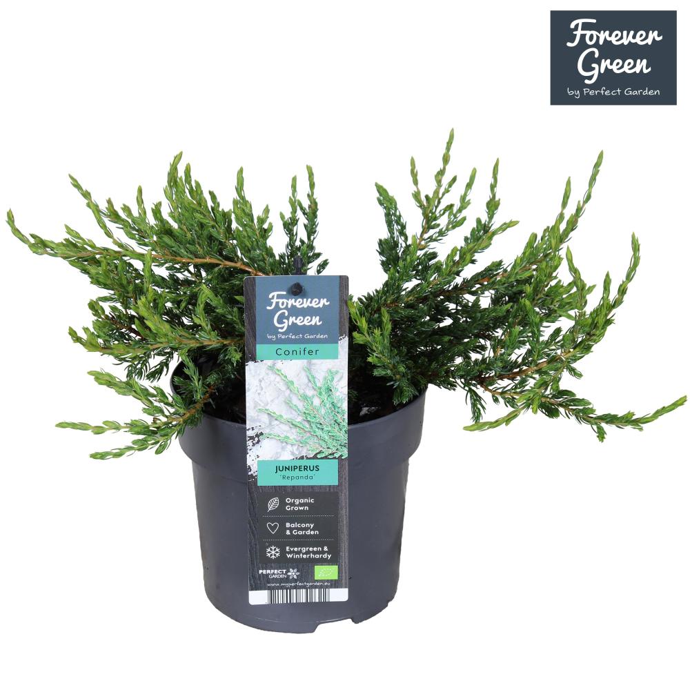 Juniperus