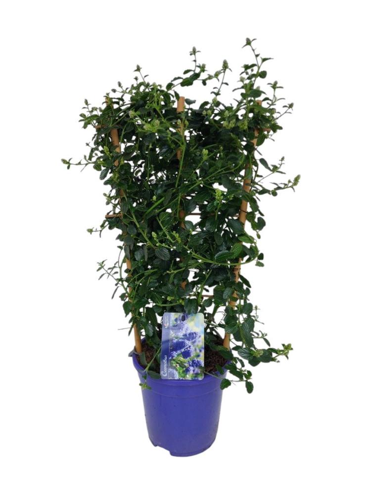 Ceanothus